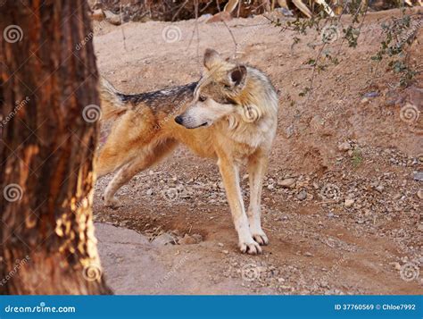 Mexican Wolf Howling Stock Photo | CartoonDealer.com #86350428