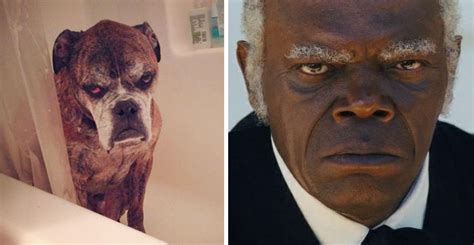 10+ Animals That Totally Look Like Celebrities | Bored Panda