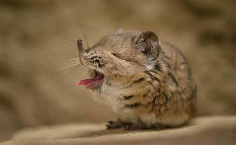 Tiny elephant shrew rediscovered in Africa after 50 years