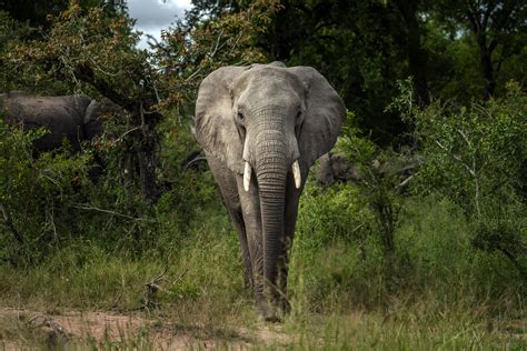 Africa's elephants now endangered by poaching, habitat loss | AP News