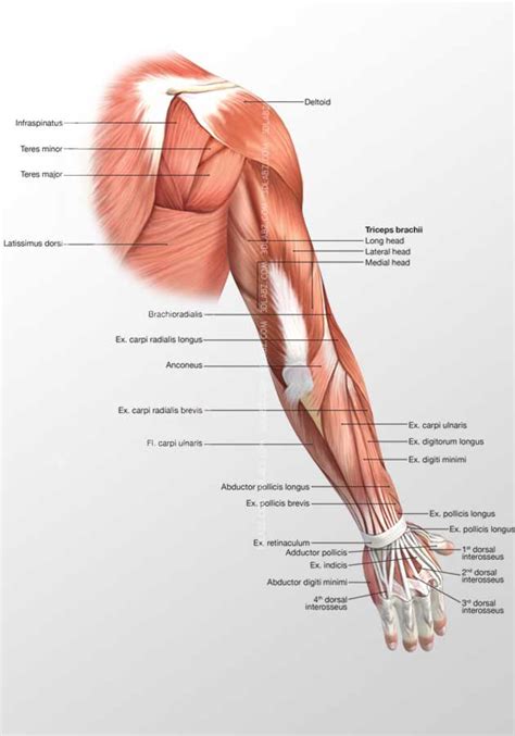 Arm Muscle Diagram Anterior