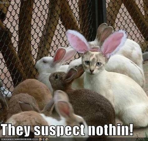 20 Funny Cat Easter Memes Too Cute To Not Share | Grappige dieren, Grappige konijntjes, Grappige ...