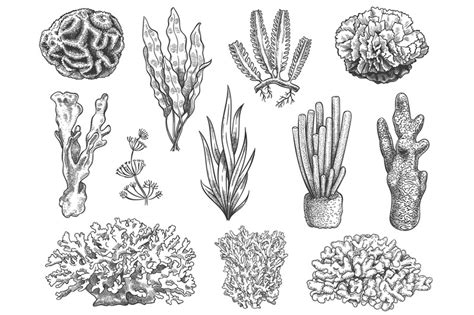 Sketch seaweed. Ocean reef coral and water plant, algae. Underwater li By Tartila | TheHungryJPEG