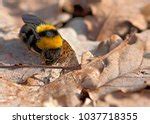 Bumble Bee On Flower Free Stock Photo - Public Domain Pictures
