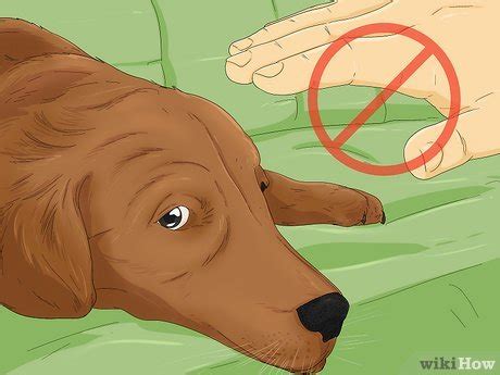 Do Dogs Breathe Fast When In Pain
