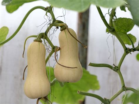 Pumpkin 'Butternut' 4" Pot - Hello Hello Plants