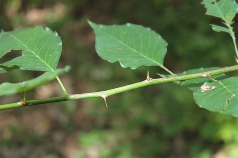 Nature Devotions : Osage Orange Leaf and Thorns