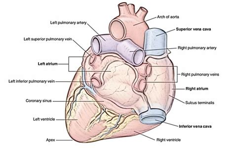 Heart – Earth's Lab