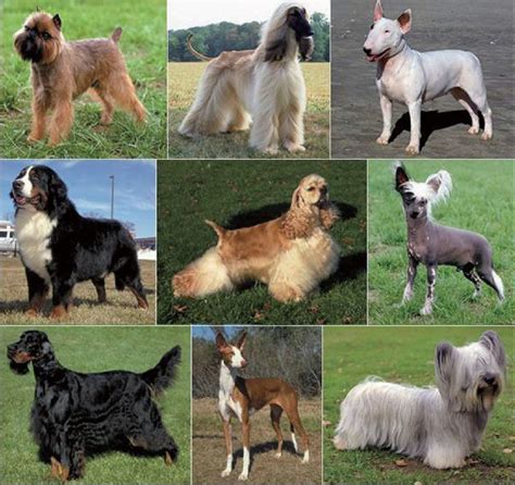 Morphological variation among established breeds. Dog breeds show ...