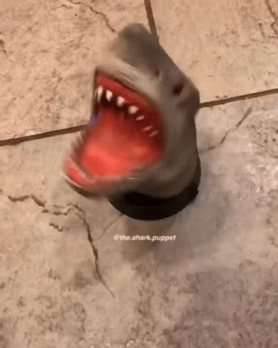 Shark Puppet Spinning GIF - SharkPuppet Spinning Shark - Discover & Share GIFs Shark Puppet ...