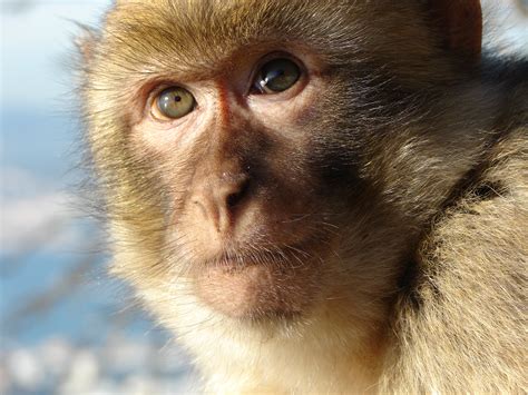 File:Gibraltar Barbary Macaque.jpg - Wikipedia, the free encyclopedia