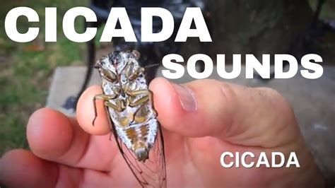 Cicada Sounds On My Patio Were Very Loud - YouTube