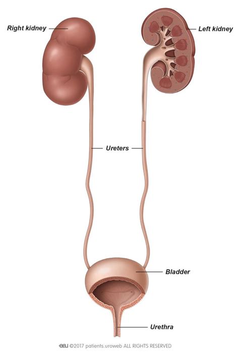 Kidney and ureteral stones - Patient Information