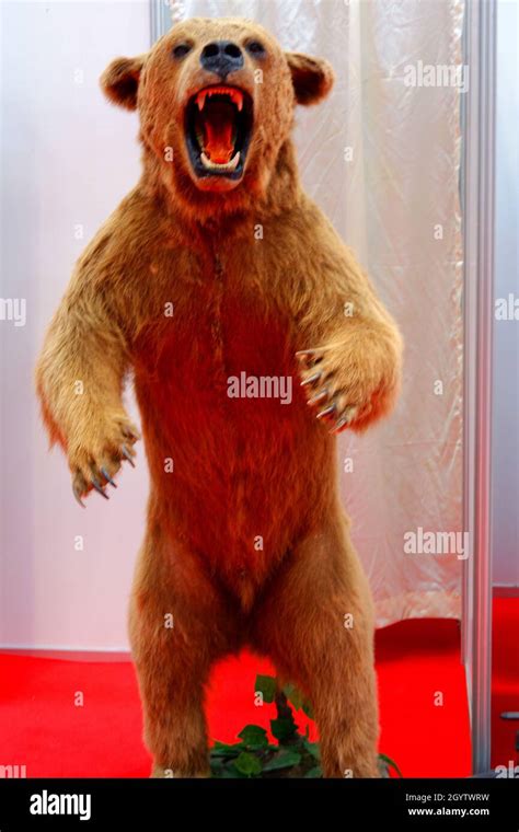 Bulls bear hi-res stock photography and images - Alamy