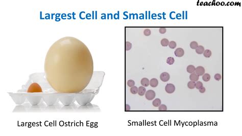 Size of Cells - Smalles and Largest Cell - Teachoo - Concepts