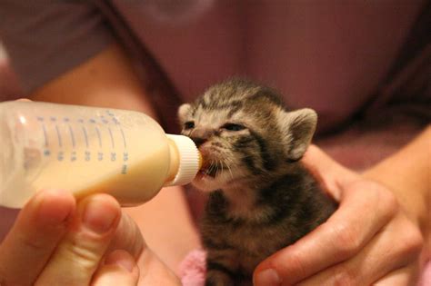 How to Bottle Feed Your Newborn Kittens