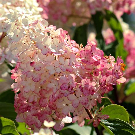 Pink Diamond Panicle Hydrangea 1 Gallon Pot – Fraser Valley Rose Farm