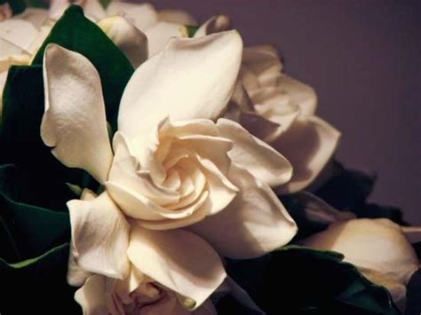 10 of the Most Popular Wedding Flowers, and What You Should Know Before Choosing Them - Holidappy