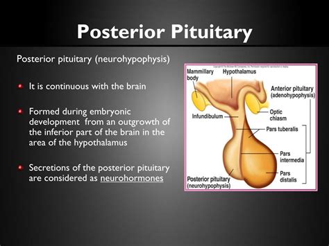 PPT - Diseases of Posterior Pituitary PowerPoint Presentation, free download - ID:4356260