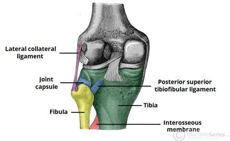 Tibiofibular Joints - Proximal - Distal - Interosseous Membrane - TeachMeAnatomy