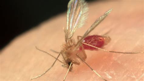 Surprising Sand Fly Find Yields New Species of Bacteria | Entomology ...