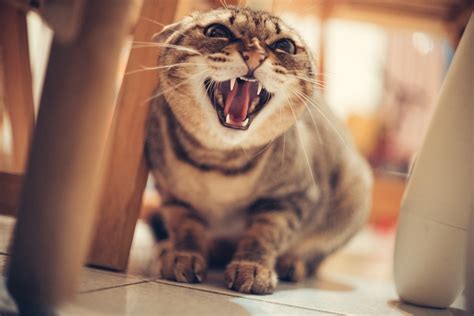 Cat Hissing Angry - Free photo on Pixabay - Pixabay