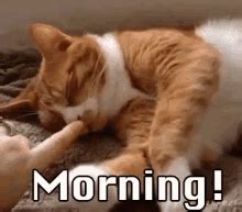 Good Morning Cat Meme - Quotes Viral