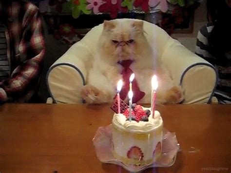 funny pictures: funny animal birthday pictures