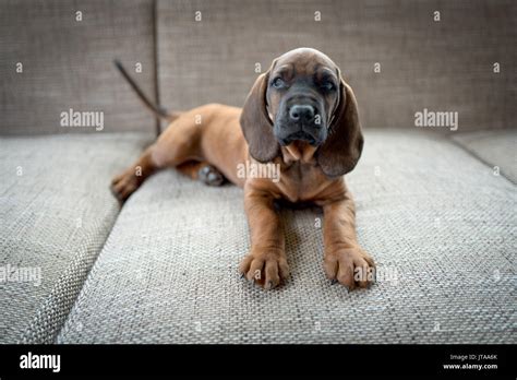 Puppy of hunting dog Bavarian Mountain Hound Stock Photo - Alamy