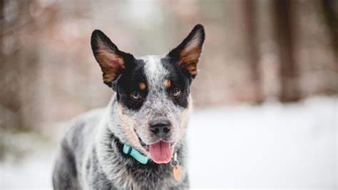 Blue Healer Dog Breed Information, Images, Characteristics, Health