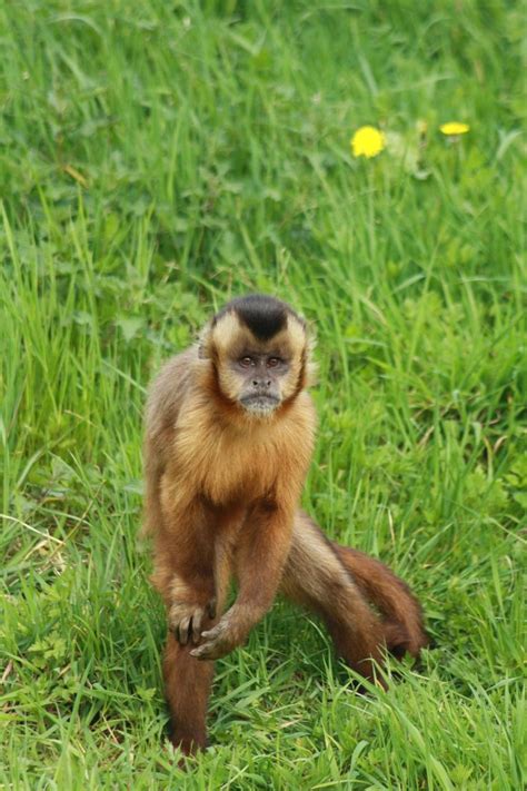 Tufted capuchin , Capucin apella | Animals, Tufted, Primates