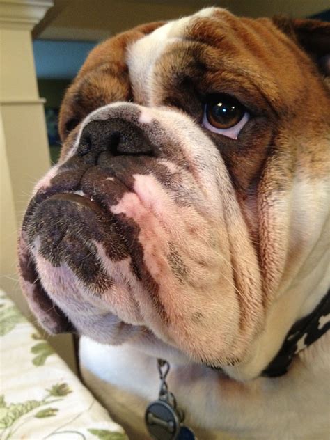 27+ What Can I Give My English Bulldog For Allergies Image ...