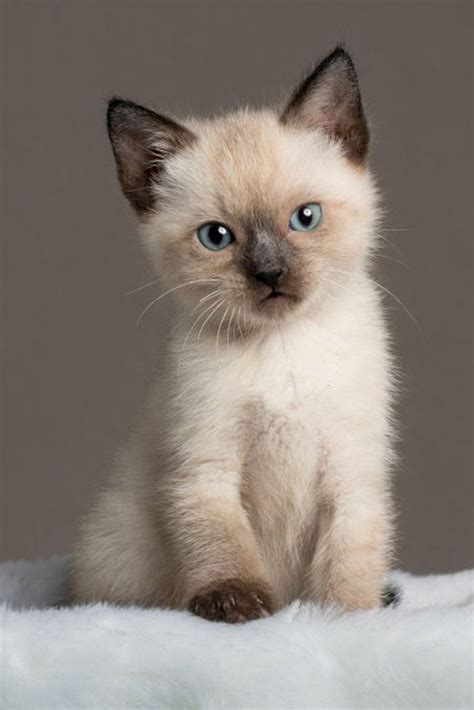 Amazing Baby Siamese Cats | Kattungar, Katt