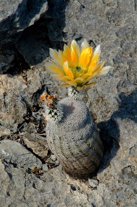 Echinocereus ctenoides, Mexico, Coahuila, Melchor Muzquiz | Cacti and succulents, Purple plants ...