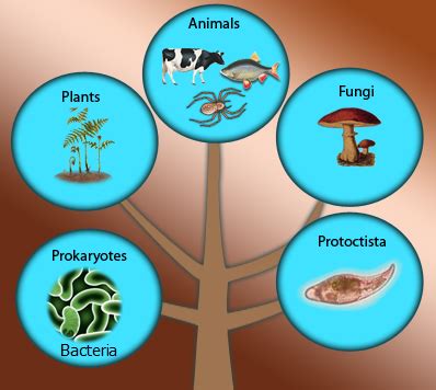 Biology Domains And Kingdoms Chart