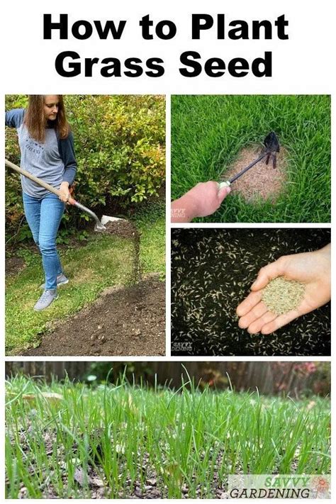 How to Plant Grass Seed: A Simple Guide to Success | Planting grass, Grass seed, Growing grass