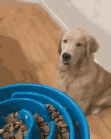 Dog Feed Time Sticker - Dog Feed Time - Discover & Share GIFs