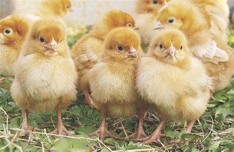 Do Chickens Need Grit To Lay Eggs at Matthew Osborne blog