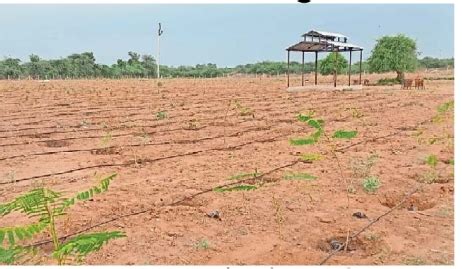 Plantation of 11000 trees using drip irrigation system in 25 bigha crematorium of Jesangpura ...