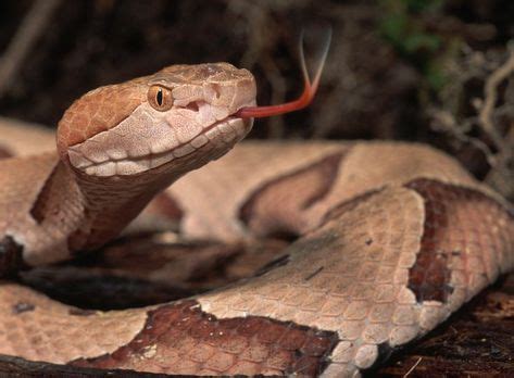 How to Identify the 6 Deadly Snakes in Arkansas (With images) | Poisonous snakes, Viper snake, Snake