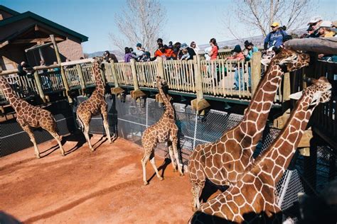 Feeding the giraffes at the Cheyenne Mountain Zoo in Colorado Springs ...