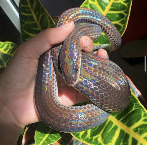 My female sunbeam snake (xenopeltis unicolor) : r/snakes