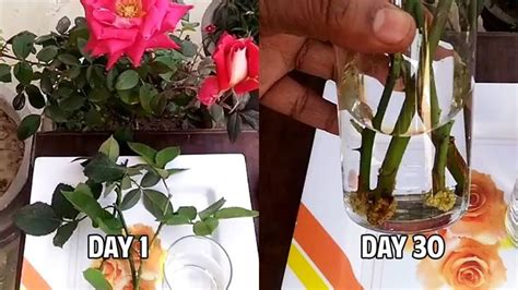 24.How to grow rose plant from cuttings in water (with result update) - YouTube in 2020 ...