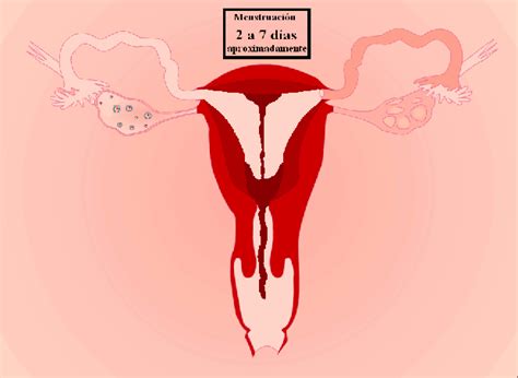 O que muda depois da primeira menstruação, conhecida como menarca? | Mestruação, Menstruação ...