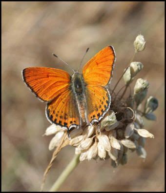 Lycaenidae 1 | Animals, Cyprus, Butterfly