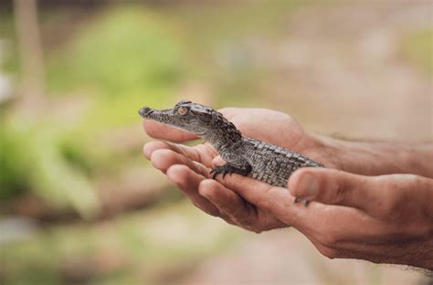 7 Quick & Snappy Baby Crocodile Facts Everyone Should Know - Animal Corner