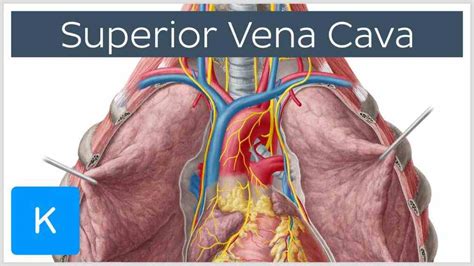 Anterior Vena Cava Function | MedicineBTG.com