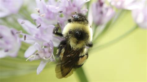 Agency denies critical habitat for endangered bumblebee | MPR News