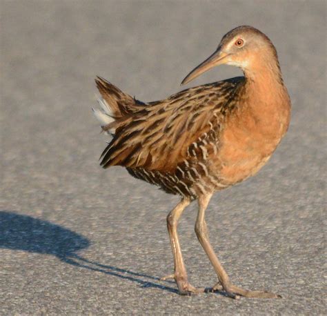 King Rail 2018-6 | My Birding Photos