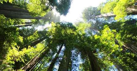 Types of Forests (Forest Biome): Temperate, Tropical, Boreal, and More